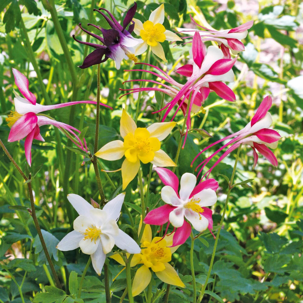 Aquilegia Mixed Mckana Giant Columbine Seeds - Heirloom Flower Garden Seeds for Growing