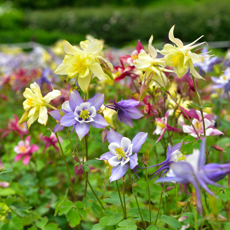 Aquilegia Mixed Mckana Giant Columbine Seeds - Heirloom Flower Garden Seeds for Growing