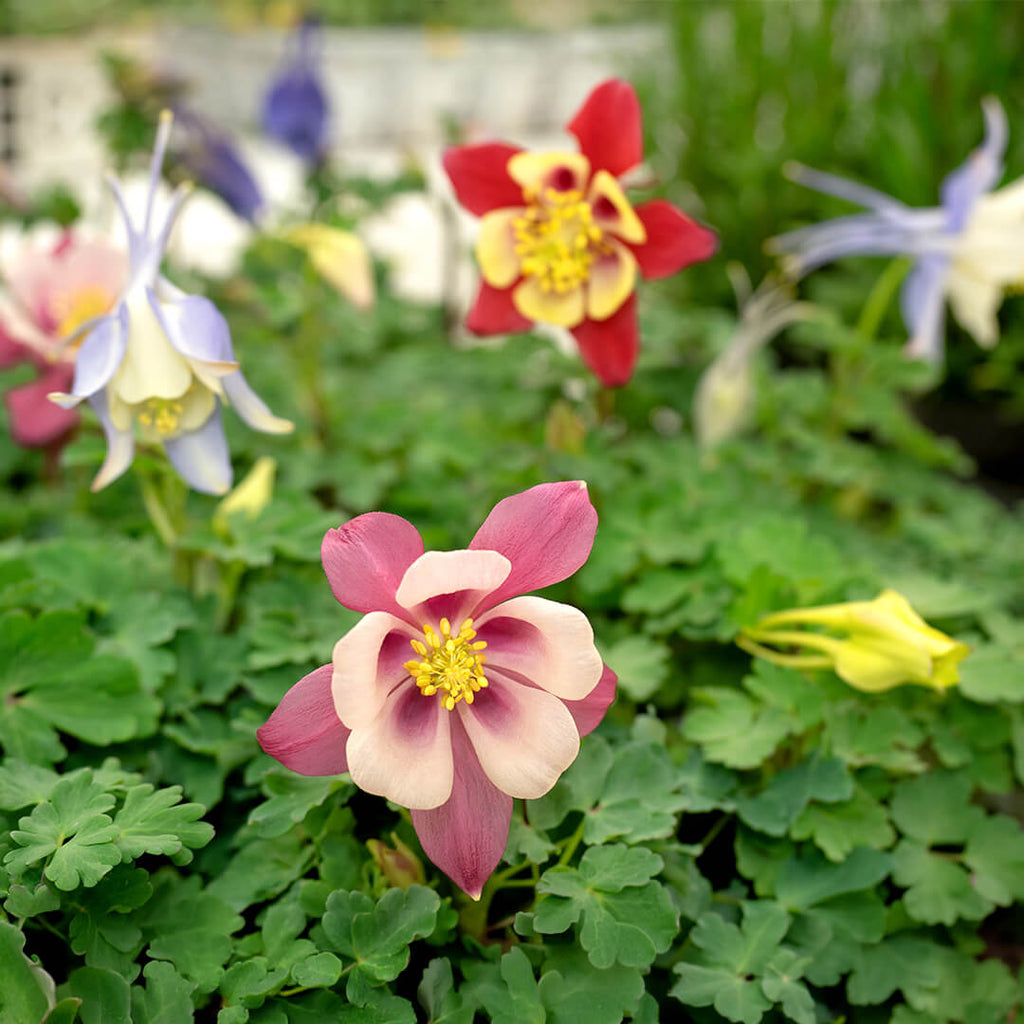 Aquilegia Mixed Mckana Giant Columbine Seeds - Heirloom Flower Garden Seeds for Growing
