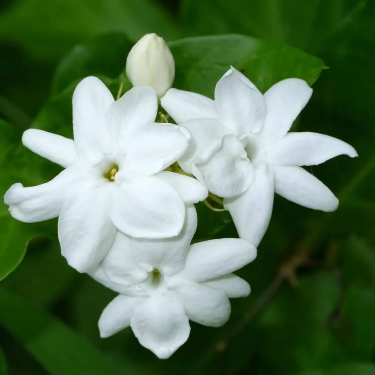 Arabian Jasminum Sambac Jasmine Seeds - Heirloom Flower Garden Seeds for Growing