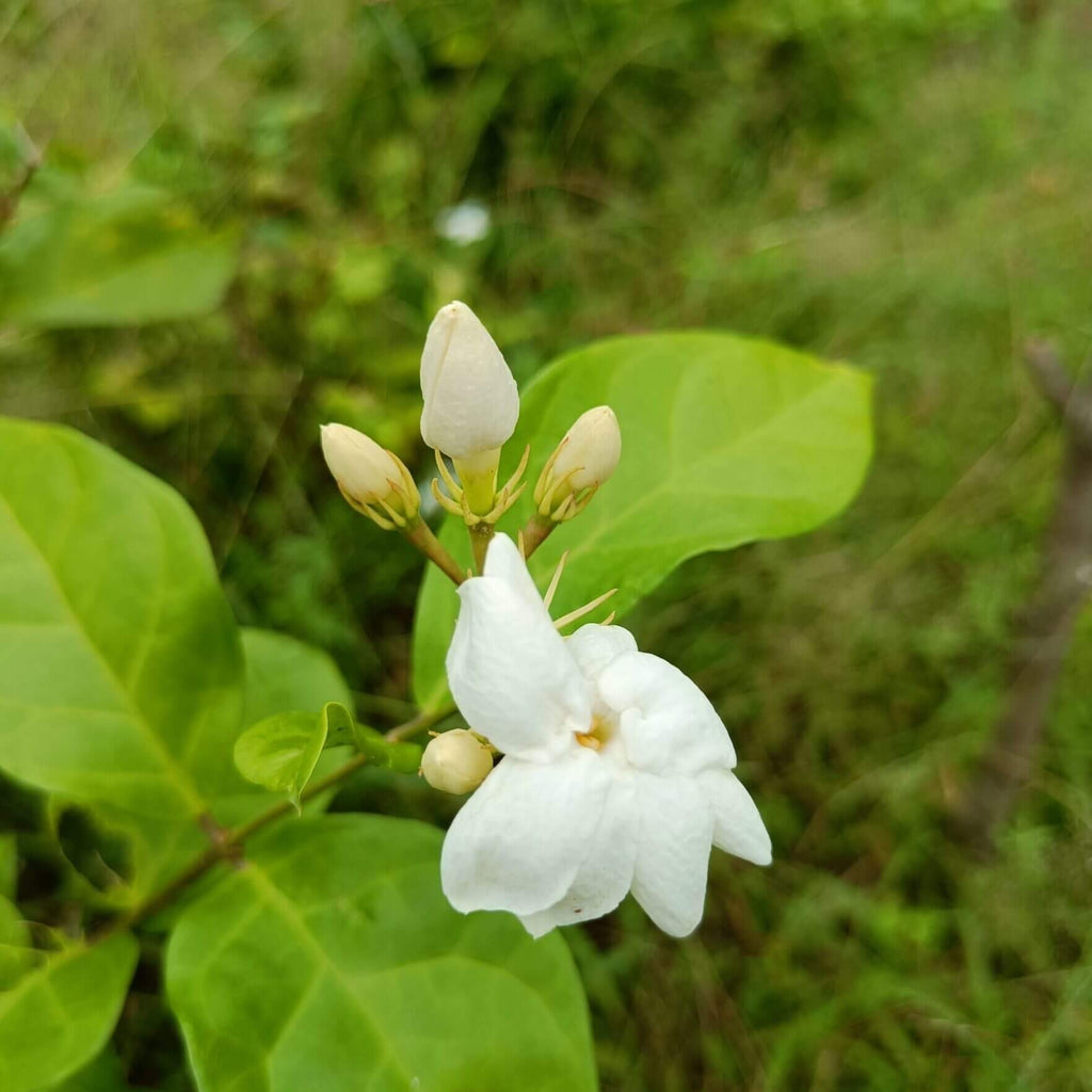 Arabian Jasminum Sambac Jasmine Seeds - Heirloom Flower Garden Seeds for Growing