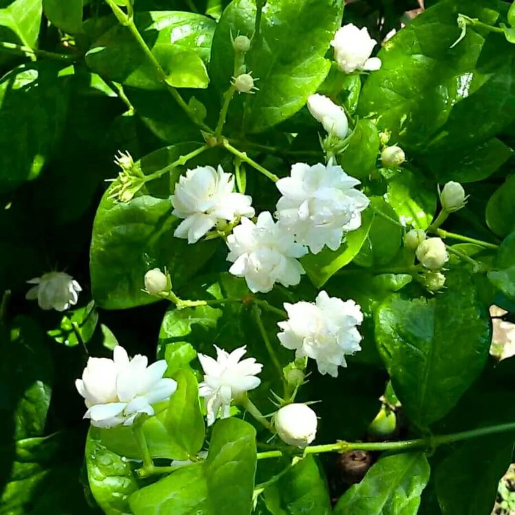 Arabian Jasminum Sambac Jasmine Seeds - Heirloom Flower Garden Seeds for Growing