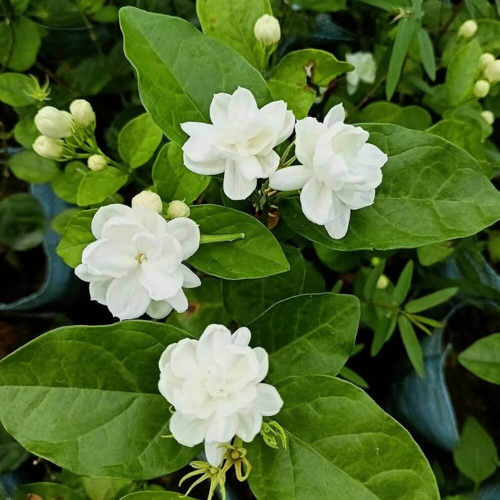 Arabian Jasminum Sambac Jasmine Seeds - Heirloom Flower Garden Seeds for Growing