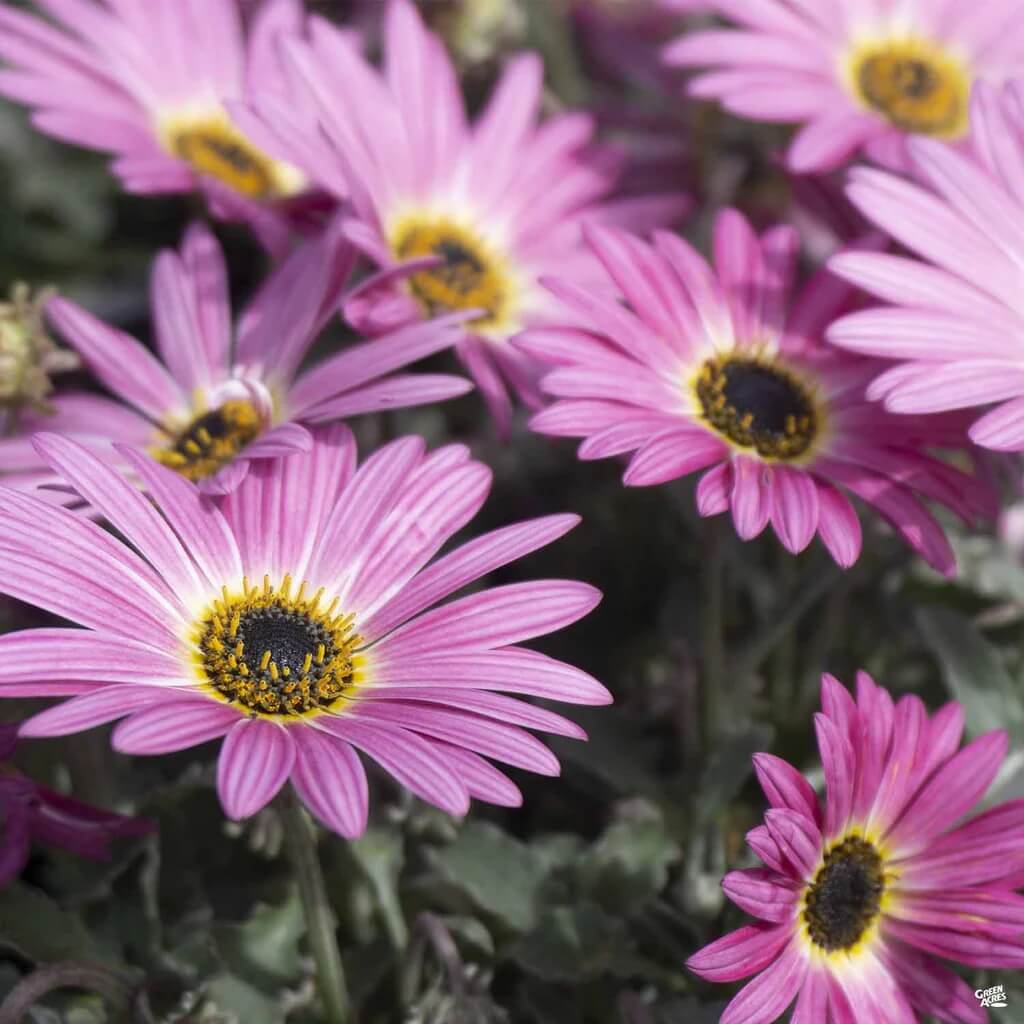 Arctotis Rollier African Daisy Seeds - Heirloom Flower Garden Seeds for Growing