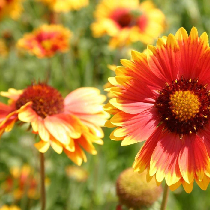 Wildflower Mix Aristata Seeds - Heirloom Flower Garden Seeds for Growing