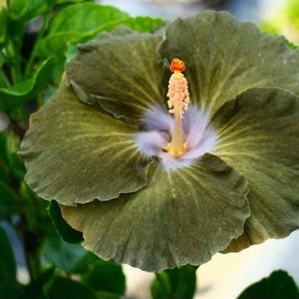 Army Green Hibiscus Seeds - Heirloom Flower Garden Seeds for Growing