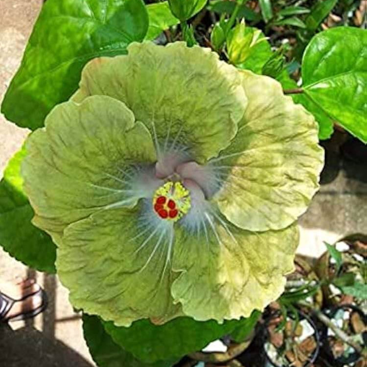 Army Green Hibiscus Seeds - Heirloom Flower Garden Seeds for Growing