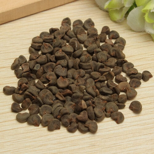 Army Green Hibiscus Seeds - Heirloom Flower Garden Seeds for Growing