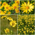 Arnica Seeds - Mixed Garden Seeds for Growing