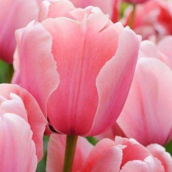 Aroma Tulip Seeds - Heirloom Flower Garden Seeds for Growing