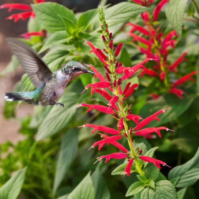 Aromatic Pineapple Sage Seeds - Heirloom Flower Garden Seeds for Growing