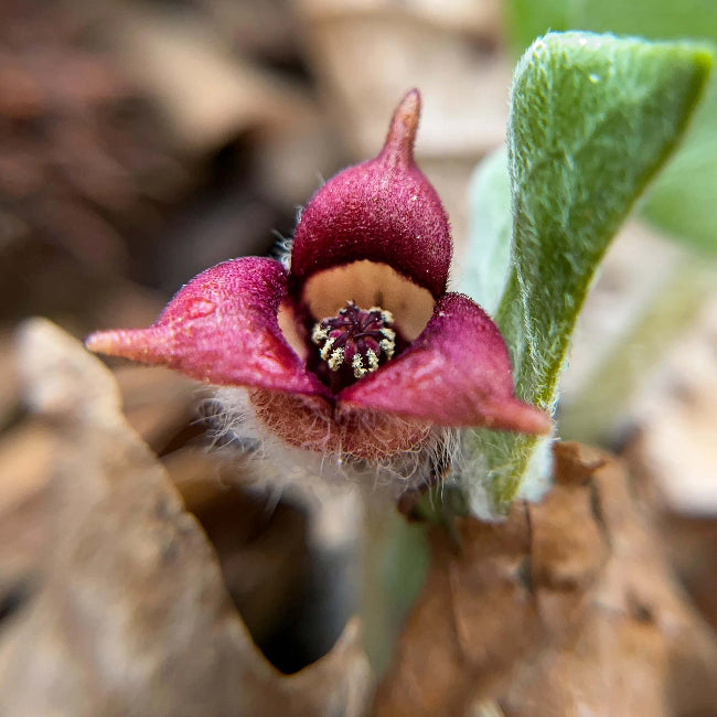 Asarum Canadense Wild Ginger Seeds 