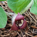 Asarum Canadense Wild Ginger Seeds 
