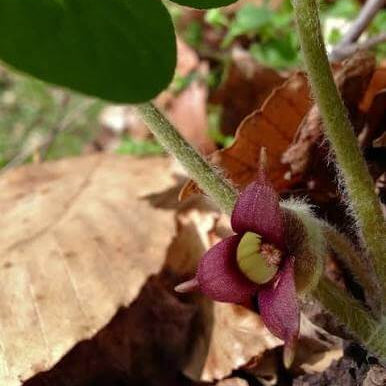Asarum Canadense Wild Ginger Seeds 