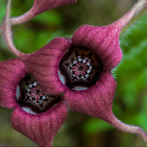Asarum Canadense Wild Ginger Seeds 