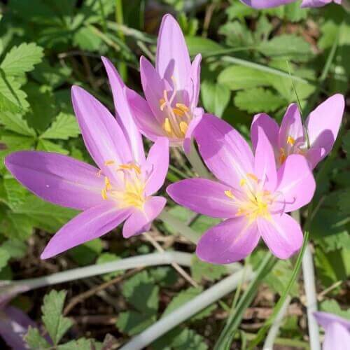 Autumn Crocus Saffron seeds 