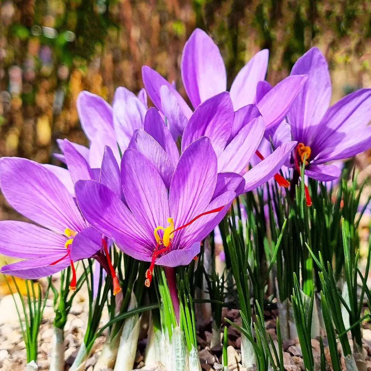 Autumn Crocus Saffron seeds 