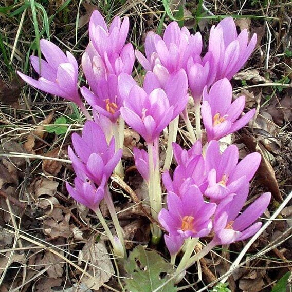 Autumn Crocus Saffron seeds 