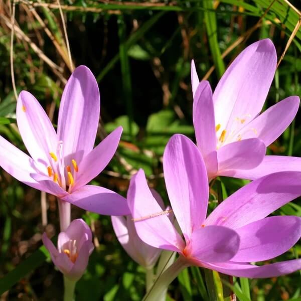 Autumn Crocus Saffron seeds 