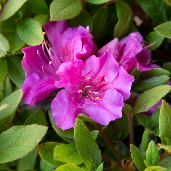 Autumn Royalty Azalea Seeds - Heirloom Flower Garden Seeds for Growing