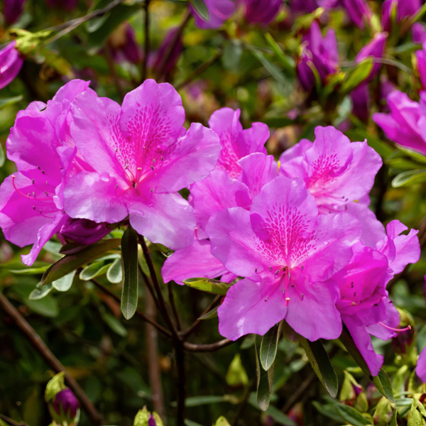 Autumn Royalty Azalea Seeds - Heirloom Flower Garden Seeds for Growing