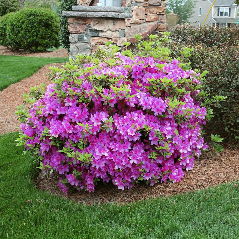 Autumn Royalty Azalea Seeds - Heirloom Flower Garden Seeds for Growing