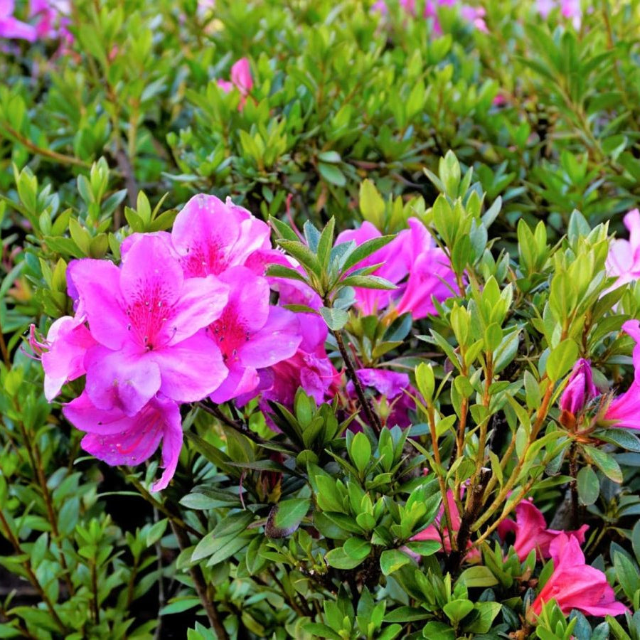 Autumn Royalty Azalea Seeds - Heirloom Flower Garden Seeds for Growing