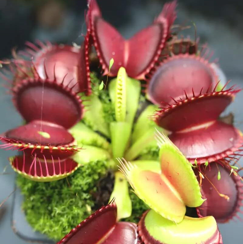 B52 Giant Venus Flytrap Seeds - Heirloom Flower Garden Seeds for Growing