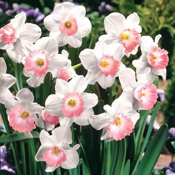 Baby Pink Daffodil Seeds - Heirloom Flower Garden Seeds for Growing