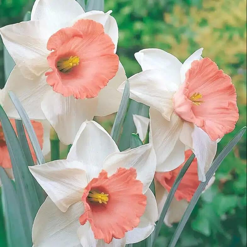 Baby Pink Daffodil Seeds - Heirloom Flower Garden Seeds for Growing
