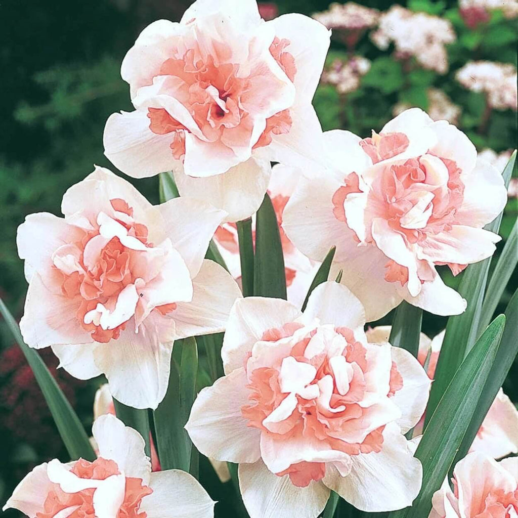 Baby Pink Daffodil Seeds - Heirloom Flower Garden Seeds for Growing
