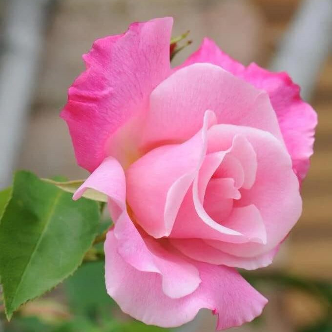 Baby Pink Dragon Rosa spp. Seeds - Heirloom Flower Garden Seeds for Growing