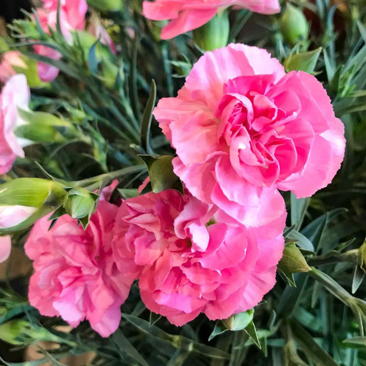 Baby Pink Dragon Rosa spp. Seeds - Heirloom Flower Garden Seeds for Growing