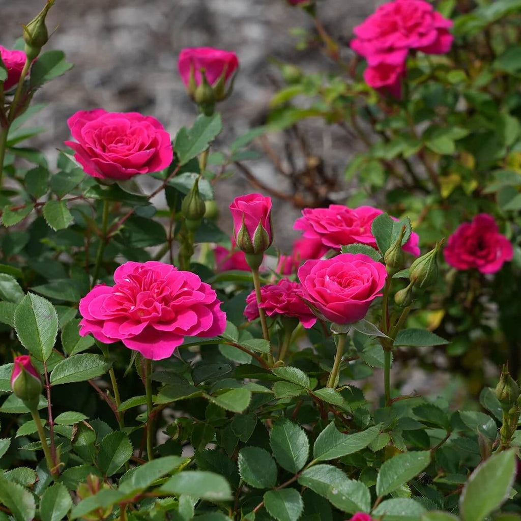 Baby Pink Dragon Rosa spp. Seeds - Heirloom Flower Garden Seeds for Growing