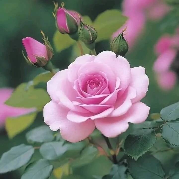 Baby Pink Dragon Rosa spp. Seeds - Heirloom Flower Garden Seeds for Growing