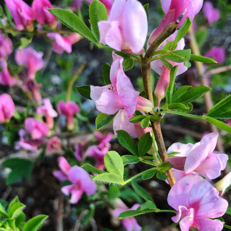 Baby Pink Forsythia Seeds - Heirloom Flower Garden Seeds for Growing