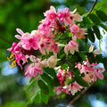 Baby Pink Forsythia Seeds - Heirloom Flower Garden Seeds for Growing