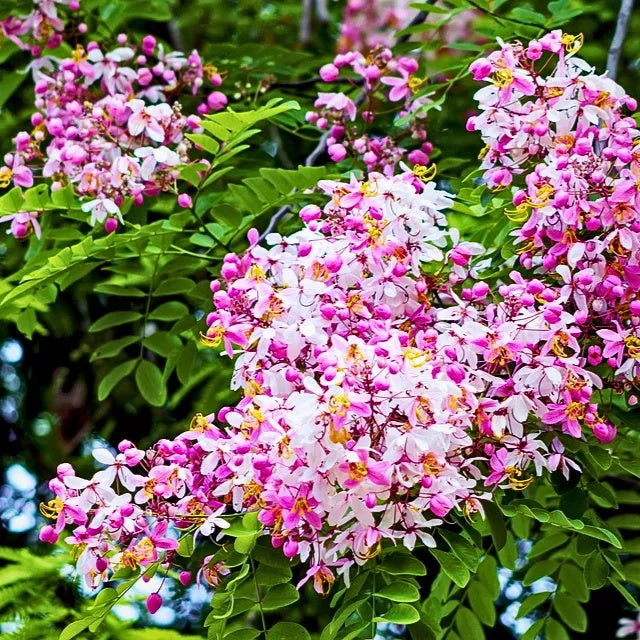 Baby Pink Forsythia Seeds - Heirloom Flower Garden Seeds for Growing