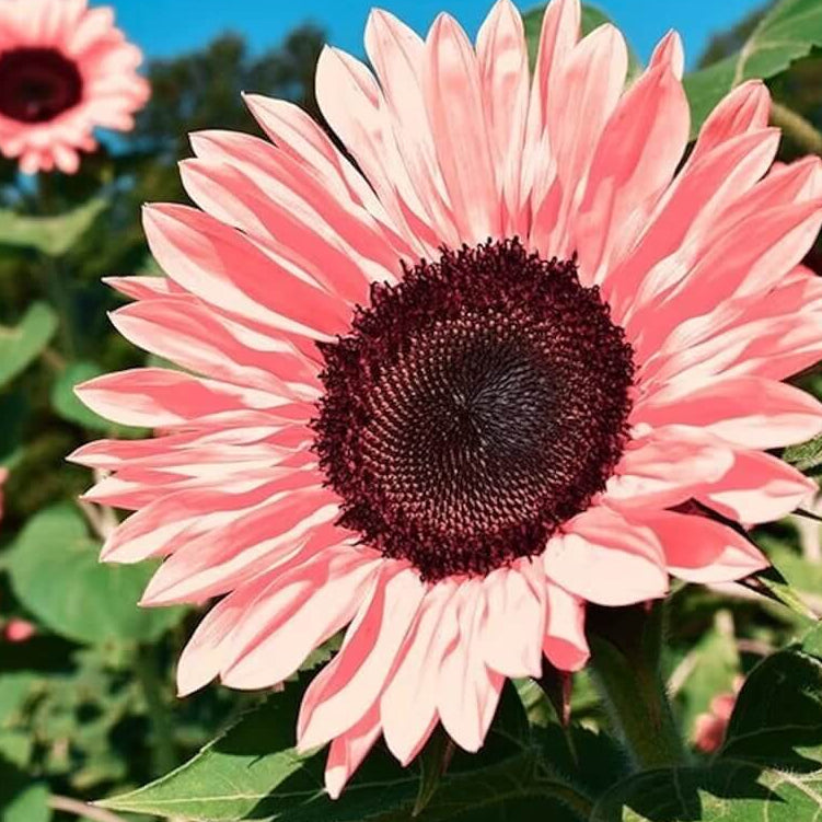 Baby Pink Sunflower Seeds  - Heirloom Flower Garden Seeds for Growing