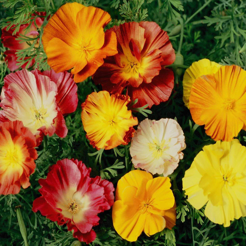 Ballerina Mix Poppy Seeds - Heirloom Flower Garden Seeds for Growing