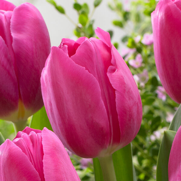 Barcelona Tulip Seeds - Heirloom Flower Garden Seeds for Growing