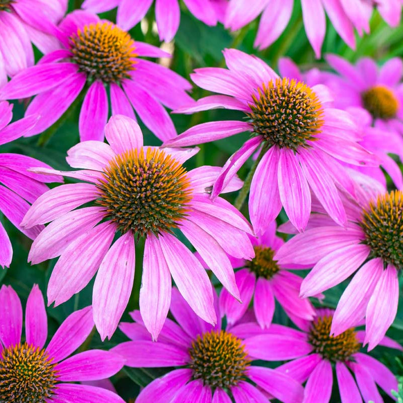 Beautiful Coneflower Seeds - Heirloom Flower Garden Seeds for Growing