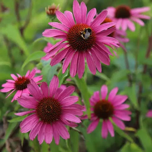 Beautiful Echinacea Seeds - Heirloom Flower Garden Seeds for Growing