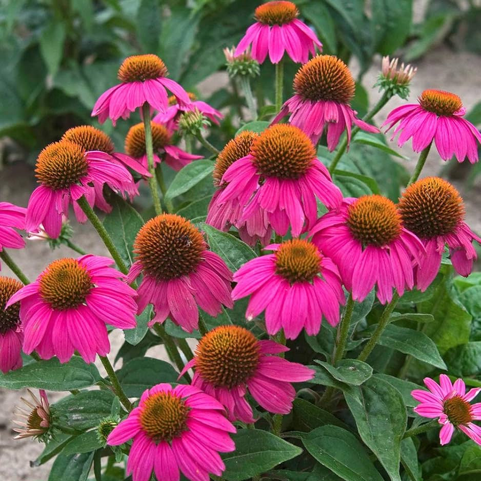 Beautiful Echinacea Seeds - Heirloom Flower Garden Seeds for Growing