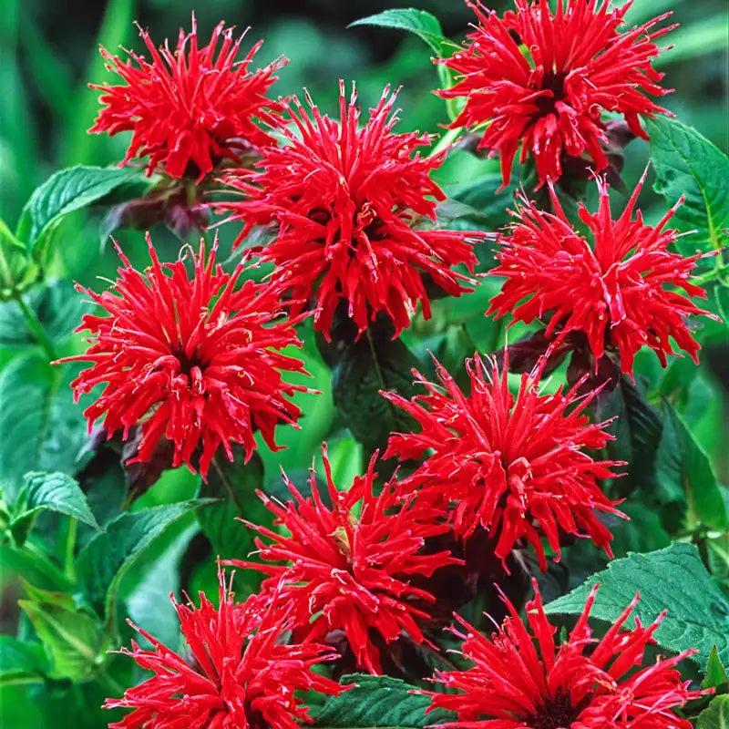 Bee Balm Seeds - Heirloom Flower Garden Seeds for Growing