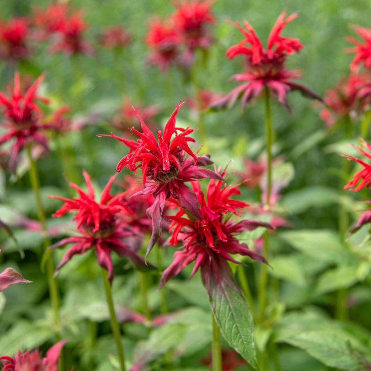 Bee Balm Seeds - Heirloom Flower Garden Seeds for Growing
