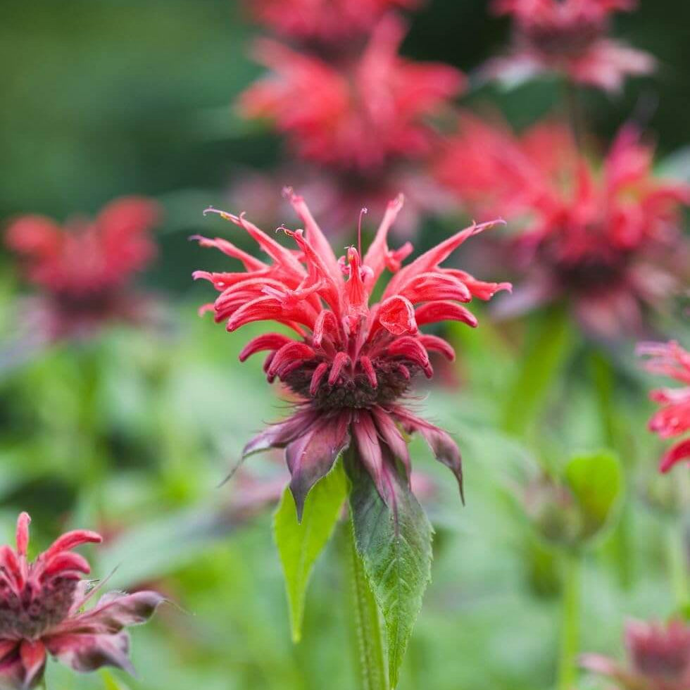 Bee Balm Seeds - Mixed Garden Seeds for Growing