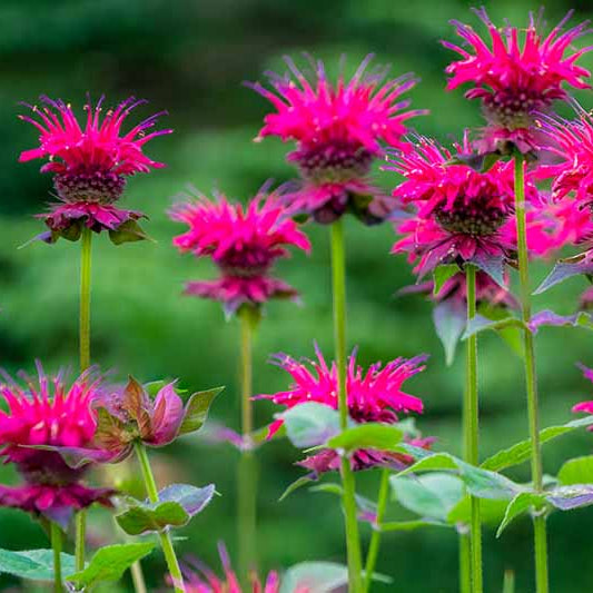 Bee Balm Seeds - Mixed Garden Seeds for Growing