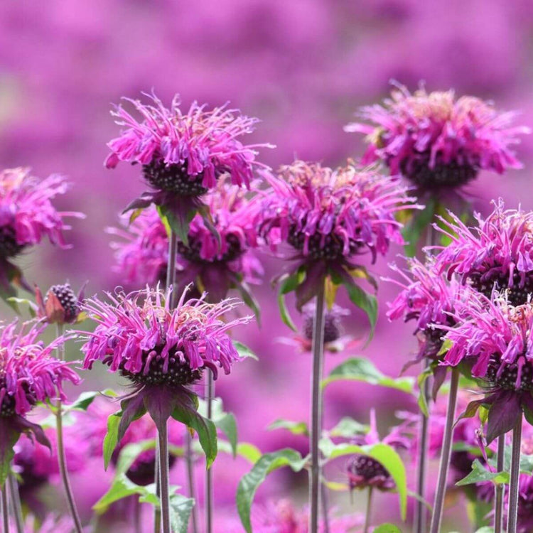Bee Balm Seeds - Mixed Garden Seeds for Growing
