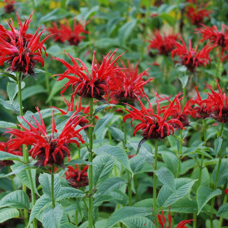Bee Balm Seeds - Mixed Garden Seeds for Growing
